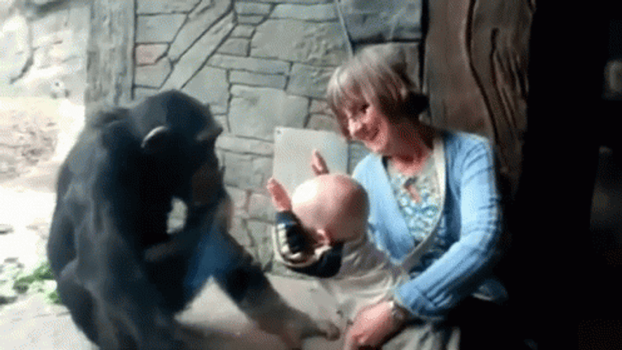 Crazy Chimp Kicking Glass GIF