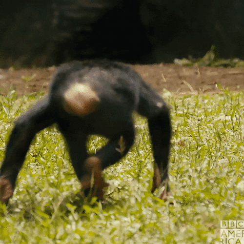 Crazy Chimp Rolling On The Grass GIF