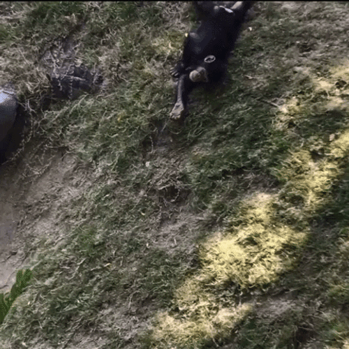 Crazy Chimp Sliding Down A Slope GIF
