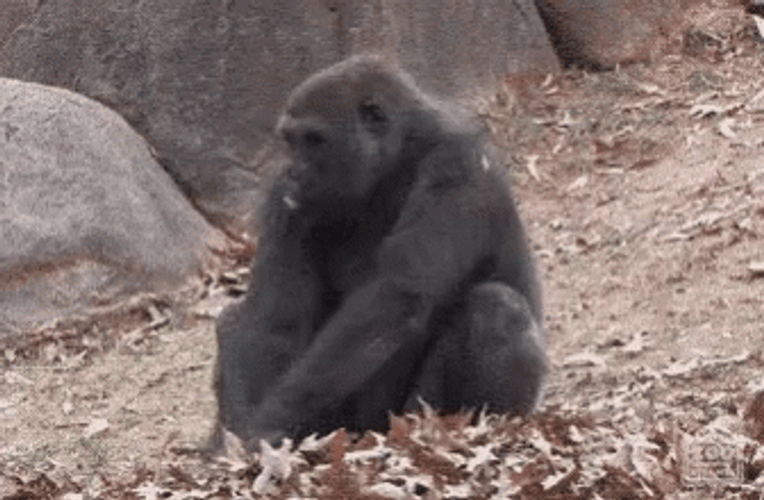 Crazy Chimp Tumbling On Pile Of Leaves GIF