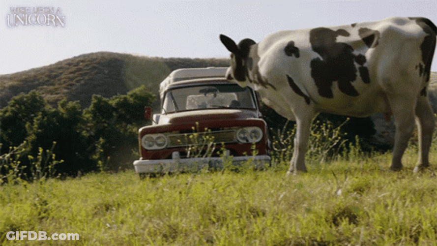 Crazy Driver From Wish Upon A Unicorn GIF