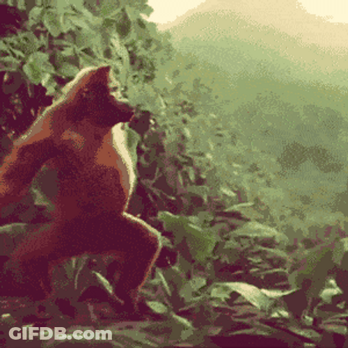 Crazy Gorilla Monkey Dance GIF