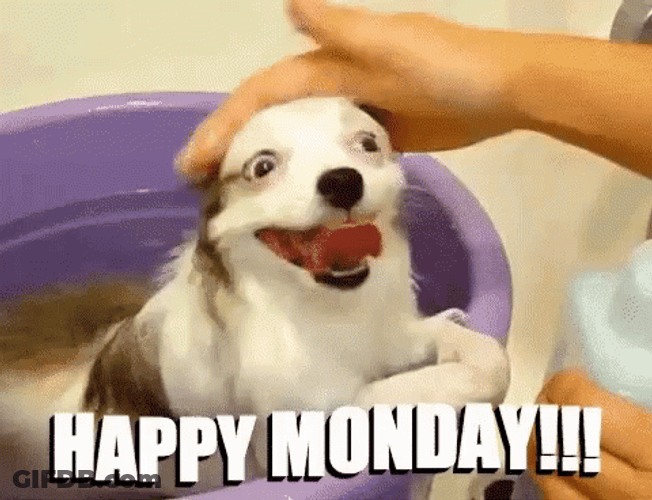 Crazy Monday Dog Inside Basin GIF