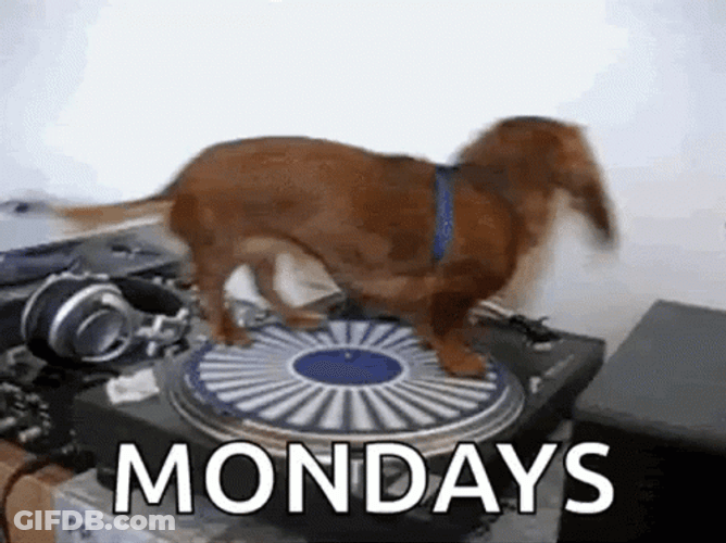 Crazy Monday Of Dachshund GIF