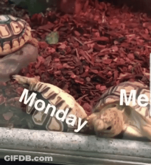 Crazy Monday Turtle FIghting GIF