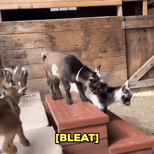 Crazy Screaming Little Goat Mischiefs GIF