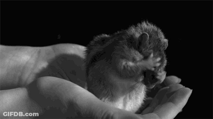 Crazy Squirrel Face Pulls Robert Downey Jr GIF