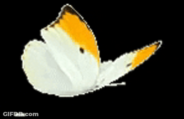 Creative Flying Butterfly Animation GIF