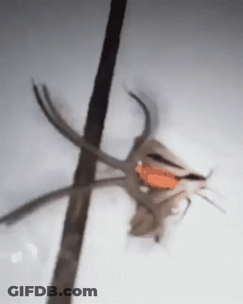 Creatonotos Gangis Insect GIF
