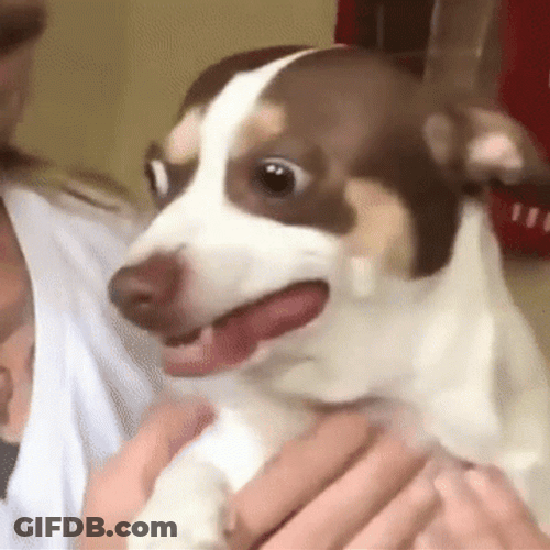 Creep Looking Doggy GIF