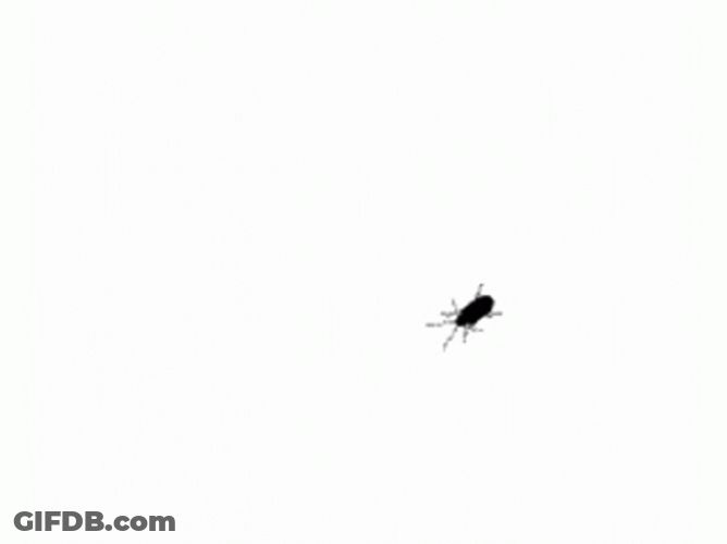 Creepy Animated Bug GIF