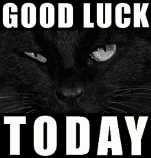 Creepy Black Cat Memes Good Luck Today GIF