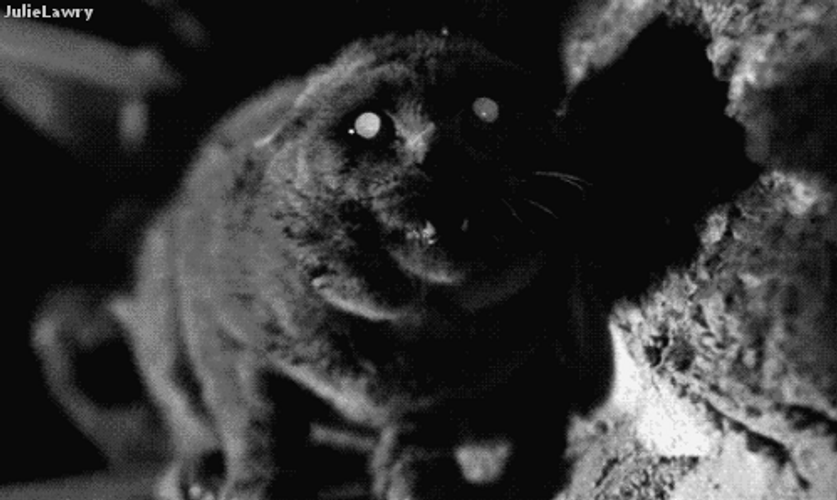Creepy Black Cat GIF