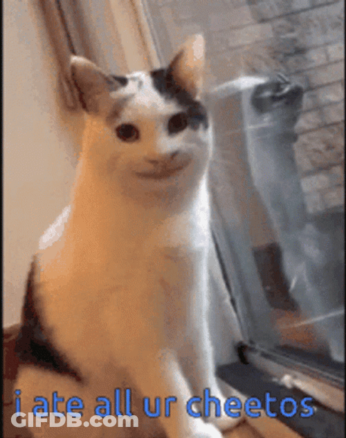 Creepy Cat Ate All Cheetos Funny Meme GIF