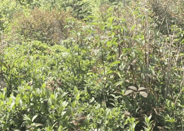 Creepy Creep Peek From The Bush GIF