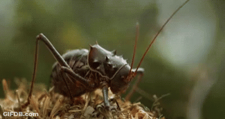 Creepy Cricket Oozing Liquid GIF