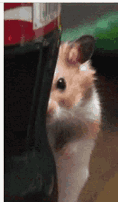 Creepy Peeking Hamster GIF
