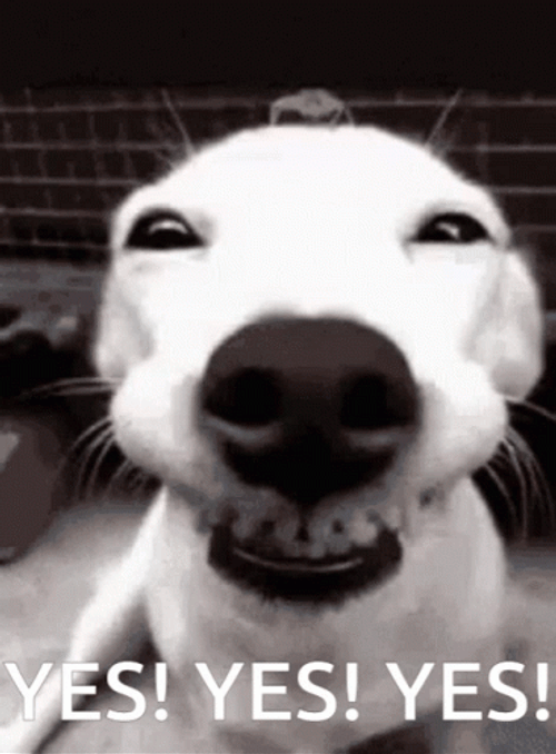 Creepy Yes Dog Meme GIF