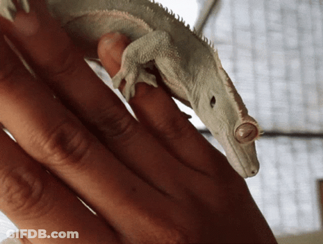 Crested Gecko Lizard Tongue Out GIF