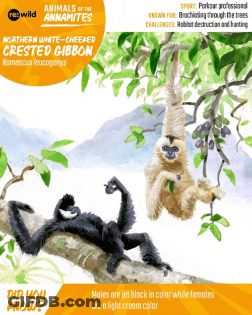 Crested Gibbon Poster GIF