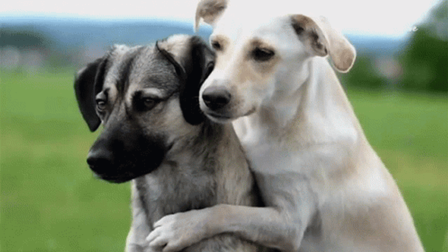 Cretan Hound Couple Dogs Hugging GIF