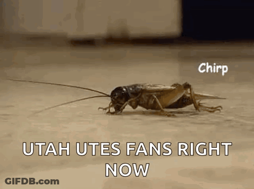 Cricket Crawling With Utah Utes Fans Right Now GIF