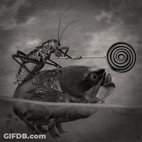 Cricket Fish Lollipop Lick GIF