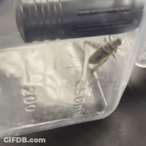 Cricket In Clear Container With 200 GIF