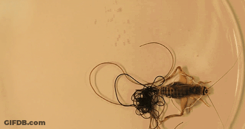 Cricket On Plate With String GIF