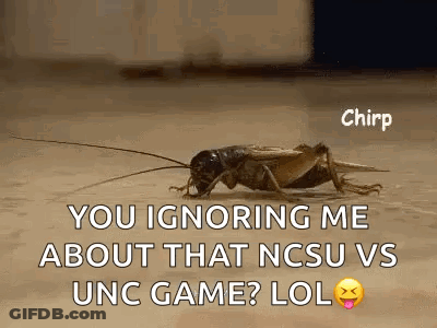 Crickets Crickets Chirping GIF