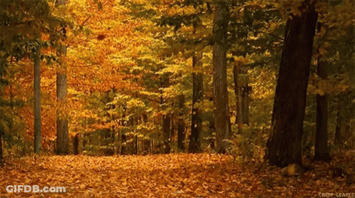 Crisp Leaves Forest GIF