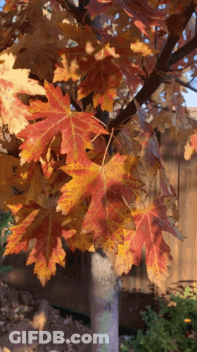 Crisp Leaves Forest GIF