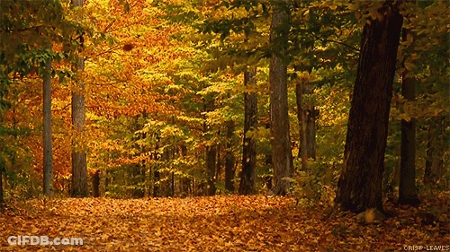 Crisp Leaves Forest With Trees GIF