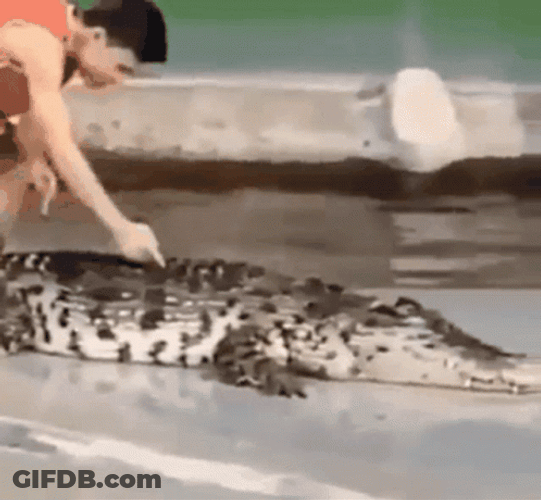 Crocodile Alligator Slap GIF