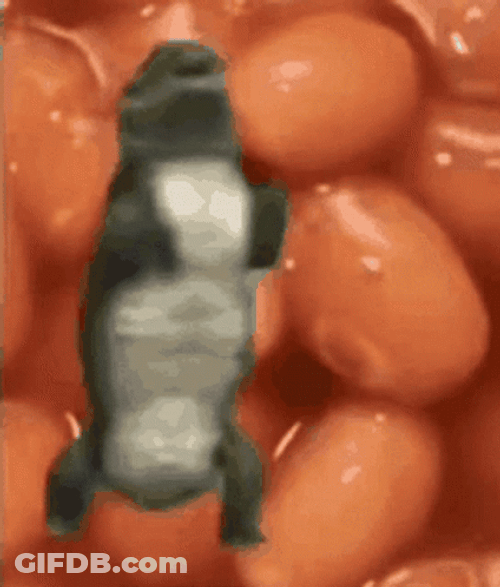 Crocodile Dancing Beans Background GIF