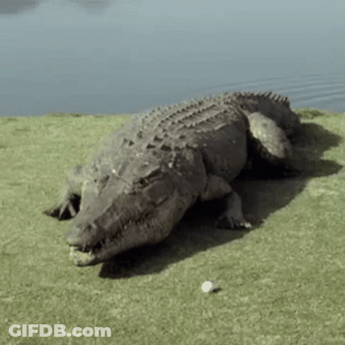 Crocodile Explosion GIF