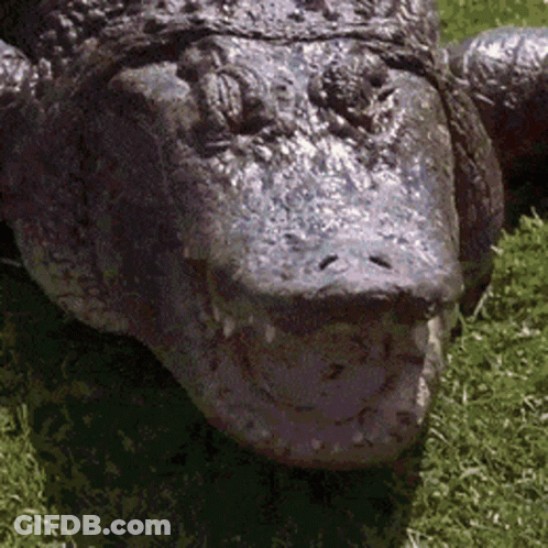 Crocodile Face Laying In Grass GIF
