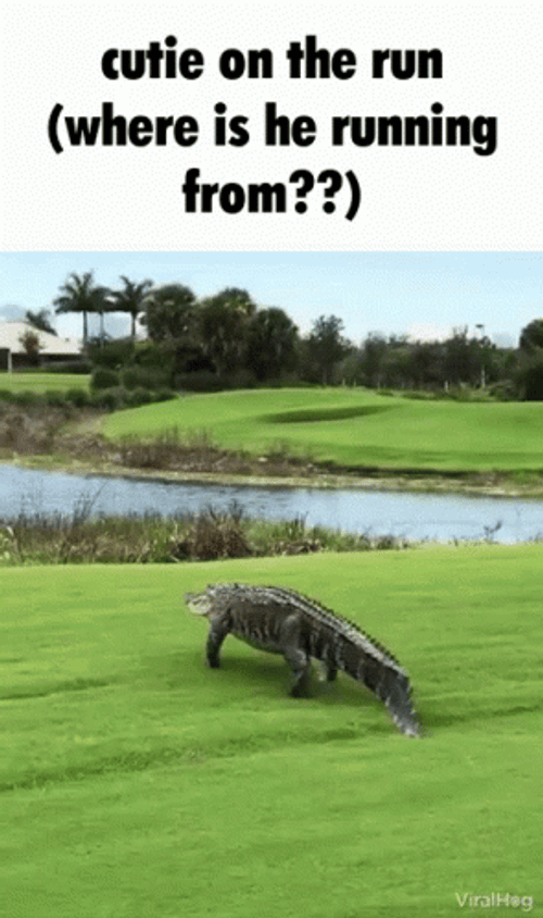 Crocodile Goes To A Swamp GIF