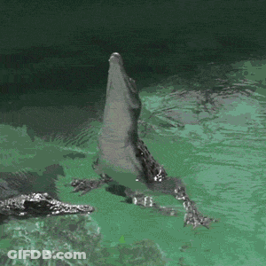 Crocodile Jumping Out Of Water GIF