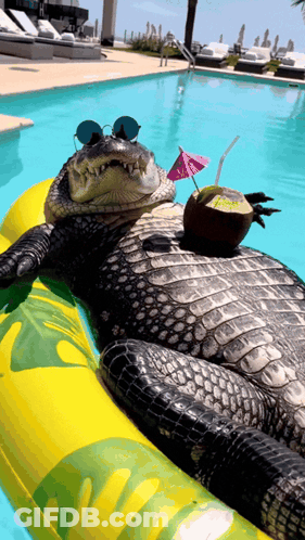 Crocodile Lying On Raft In Pool With Drink GIF