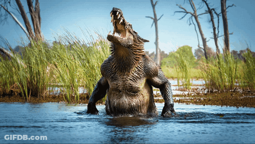 Crocodile Standing In Swamp With Mouth Open GIF