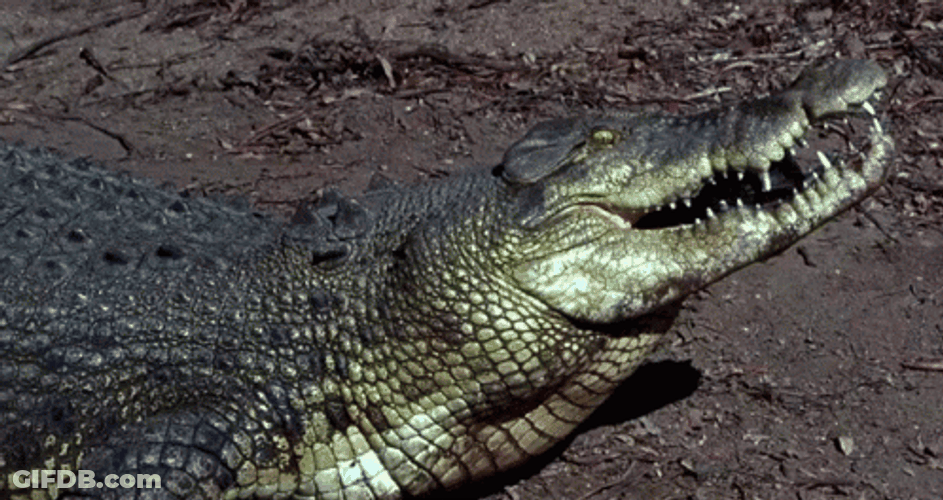 Crocodile Swallowing GIF