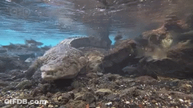 Crocodile Swimming In Water Surrounded By Rocks GIF