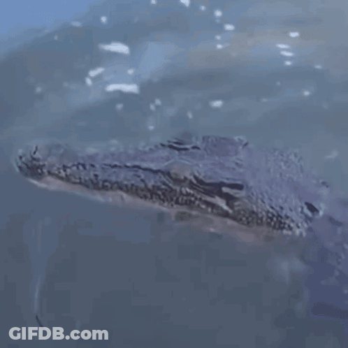 Crocodile Swimming With Mouth Open GIF