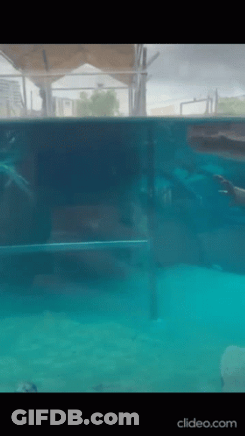 Crocodile Under Acquarium GIF