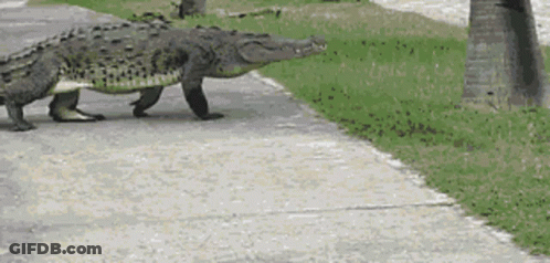 Crocodile Walking Down Sidewalk Next To Grass GIF