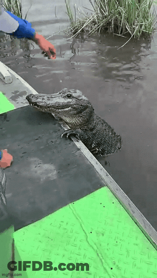 Crocodile Want To Climb Up GIF