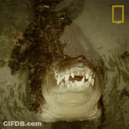 Crocodile Wide Mouth GIF