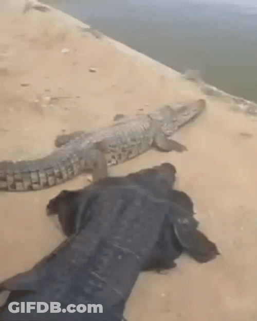Crocodile With Man Crocodile Costume GIF