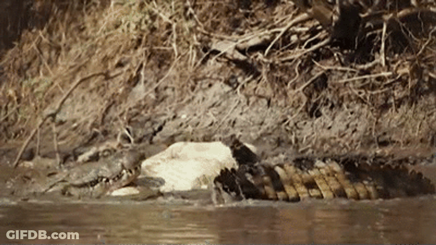 Crocs Crocodile Fighting Death Roll GIF